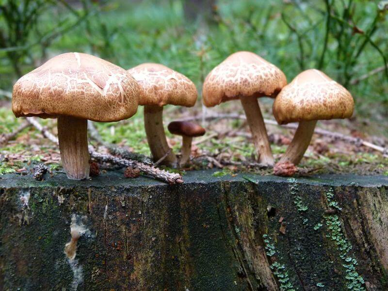 Taking the Mystery Out Of Mushrooms