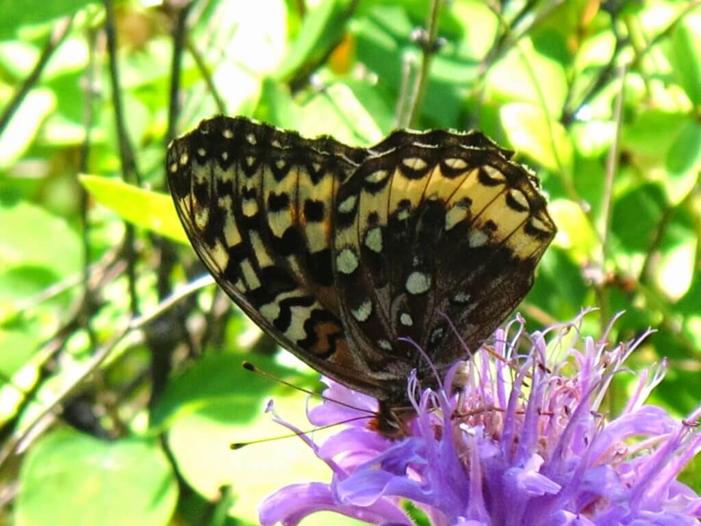 mystery butterfly female underwings