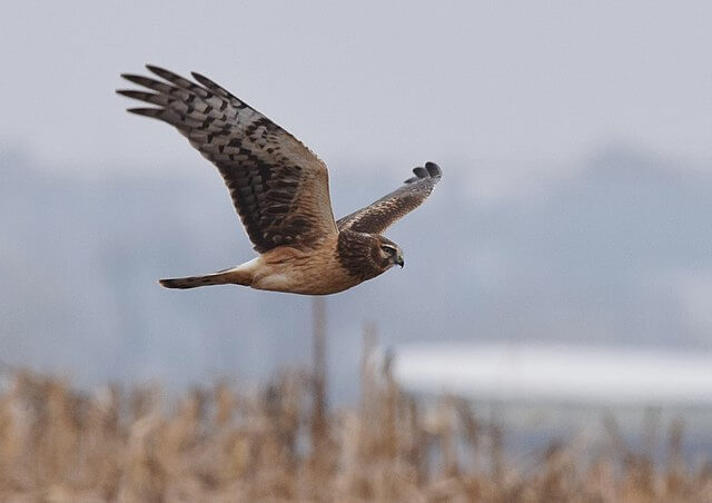 Coming to My Senses with Northern Harriers