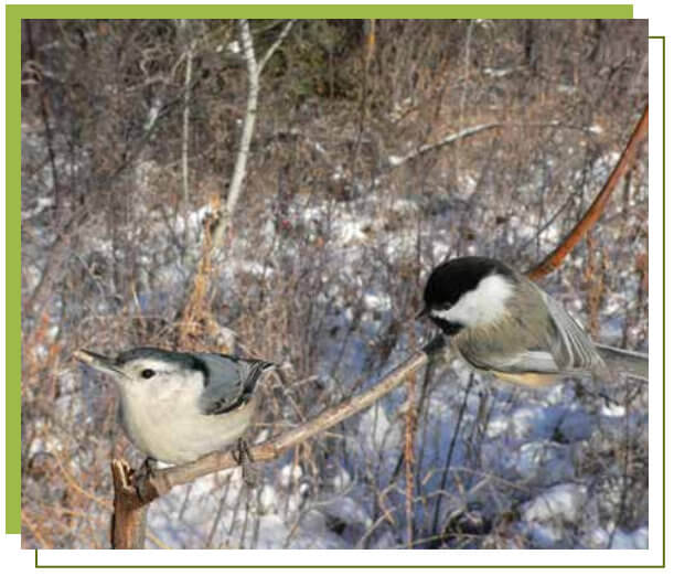 a nuthatch and a chickadee sit on a bare branch on a winter day