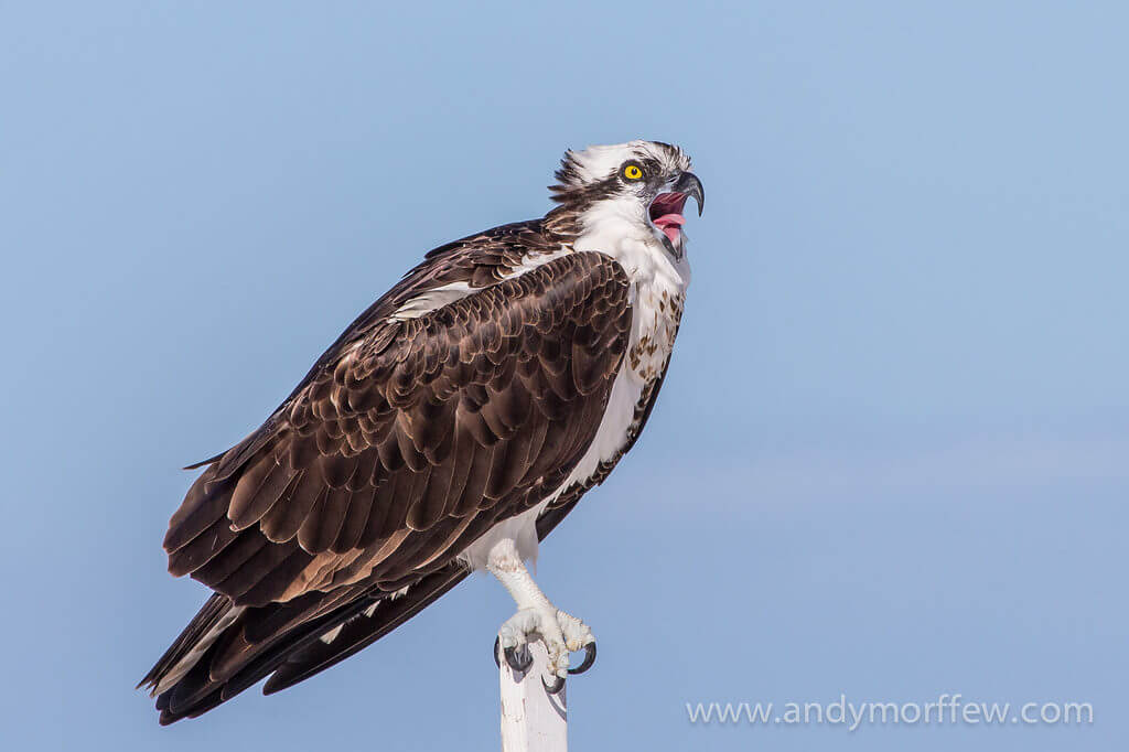 a female Osprey calling for her mate
