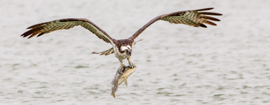 an osprey flying with its freshly-caught fish
