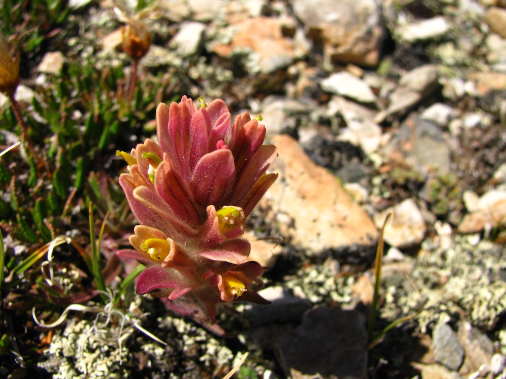 Tenacious Beauty: In Awe of Alpine Wildflowers