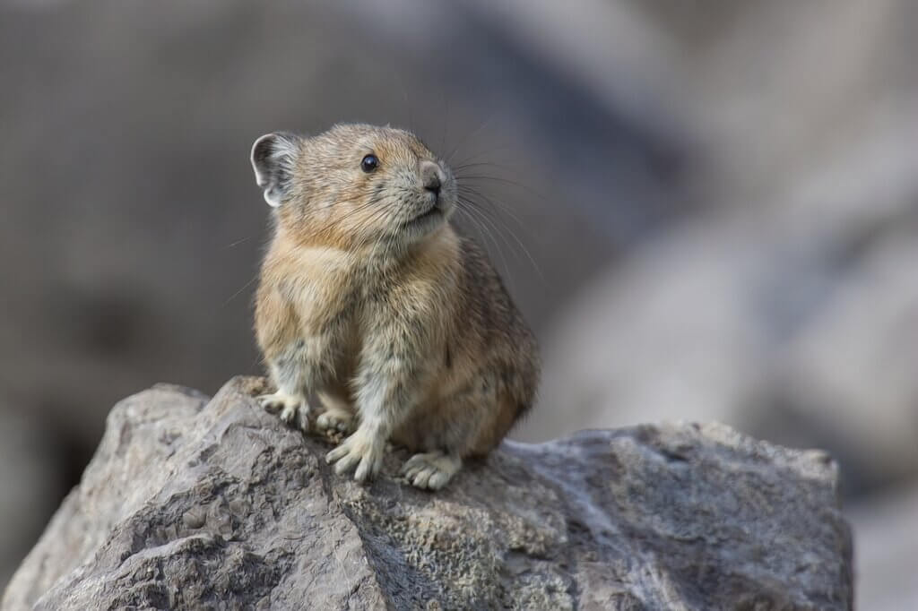 When Furry And Tough Isn’t Enough: Pikas And Climate Change