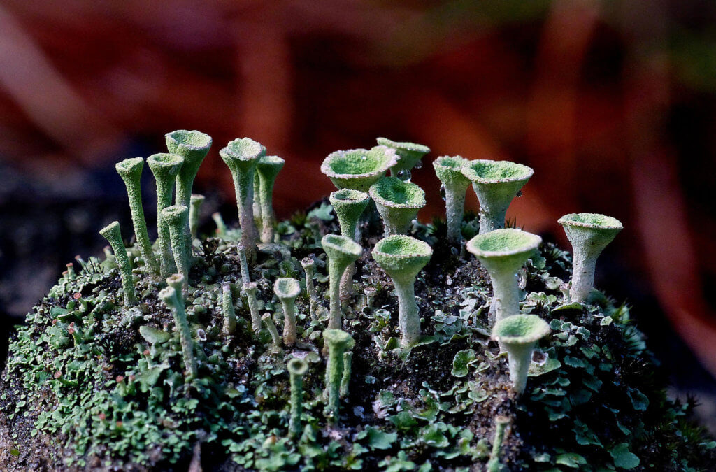 pixie cup lichen