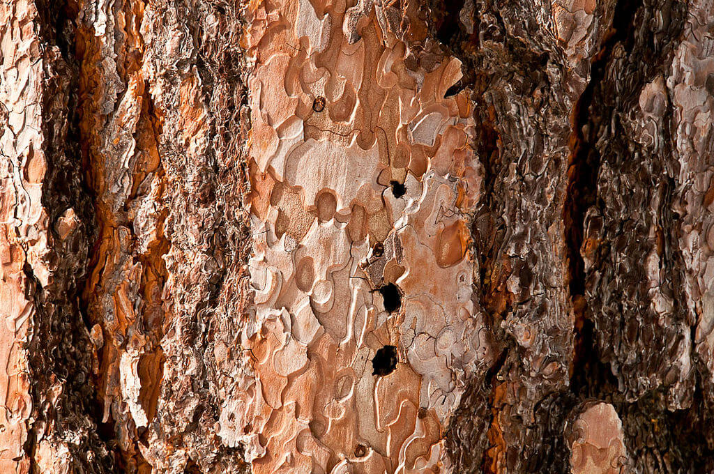 Ponderosa Pine Bark: Rocky Mountain Aromatherapy