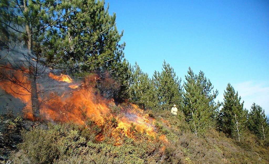 prescribed burn in a pine forest