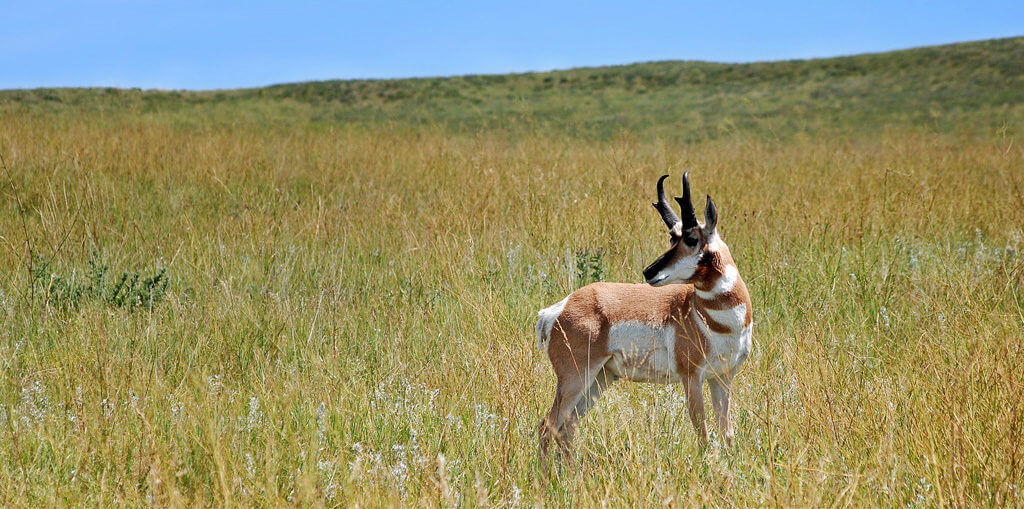 Terrible Twins: Pronghorn Battles in the Womb