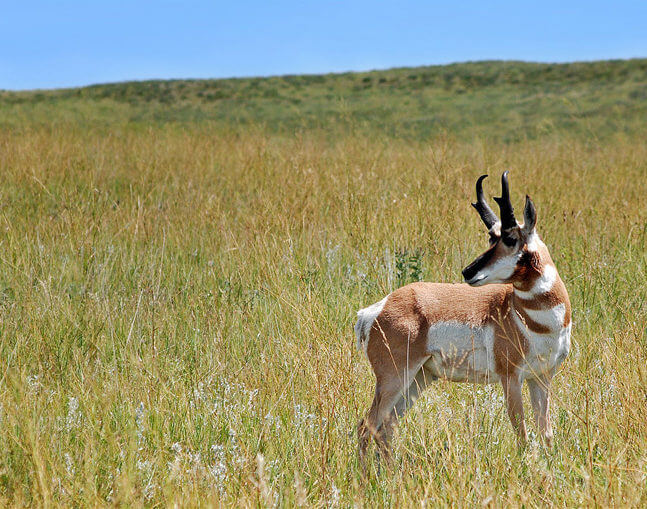 pronghorn antelope on the prairie
