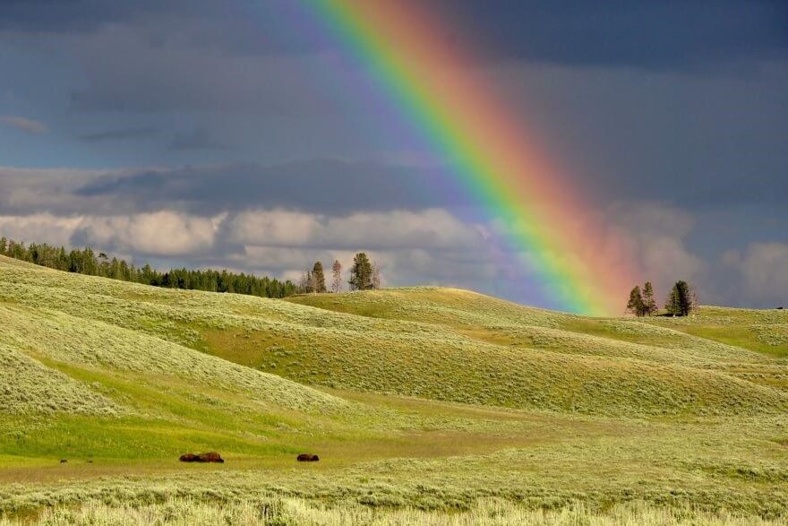 A photo of a grassy landscape with dark clouds and a bright rainbow, and bison lying down in the foreground