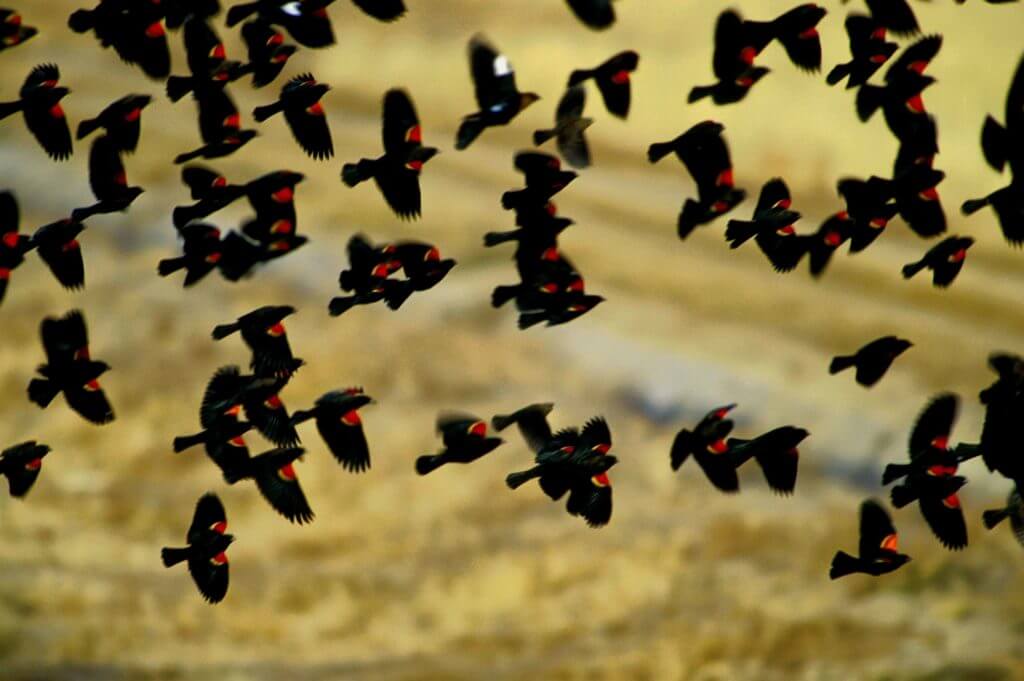 red-wing blackbird flock