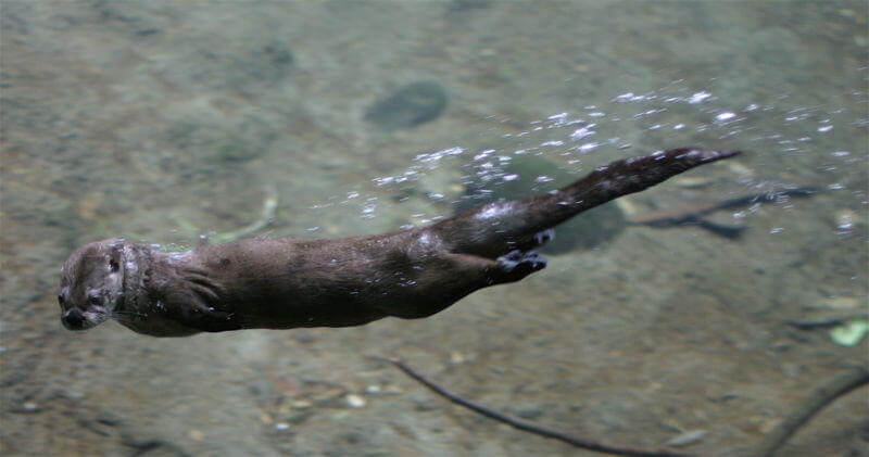 river otter swimming