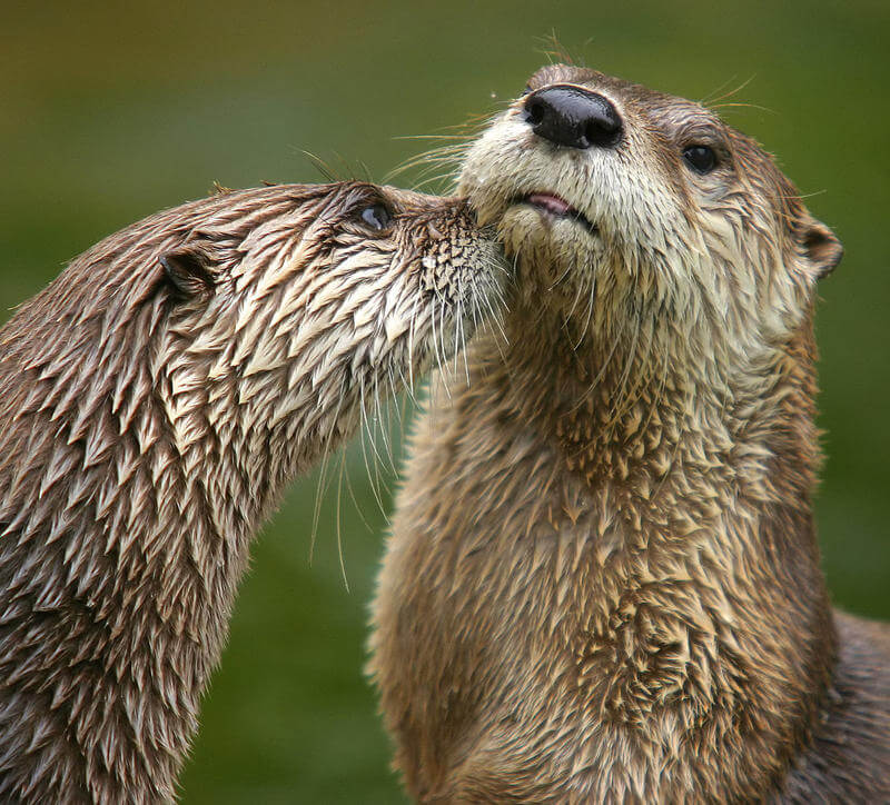 two river otters