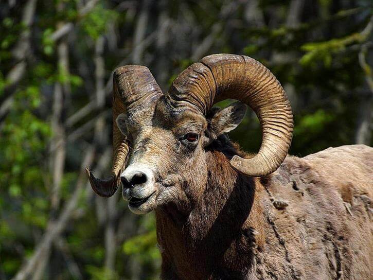 rocky-mountain-bighorn-sheep-725x544