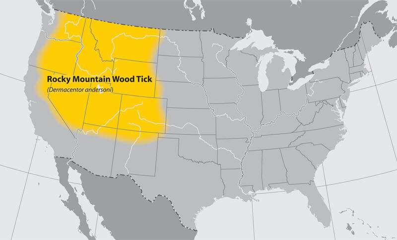 For Rocky Mountain Wood Ticks, Any Large Mammal’s Blood Will Do