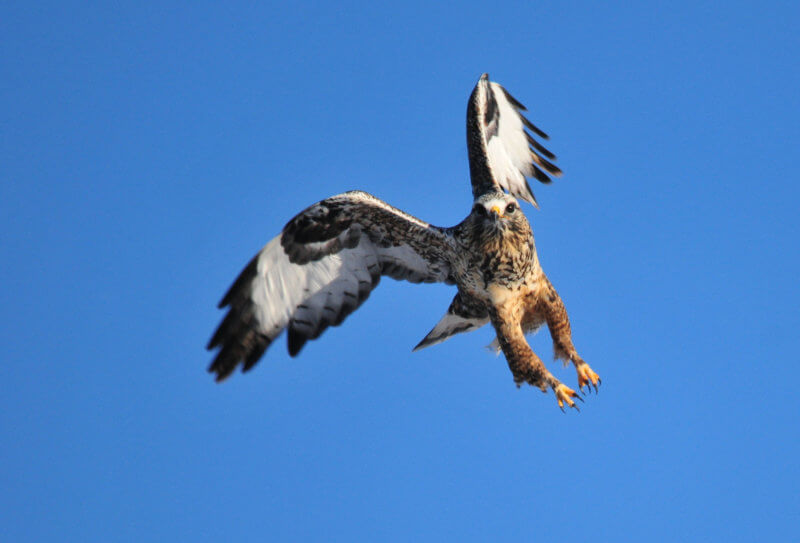 rough-legged hawk soaring against a blue sky