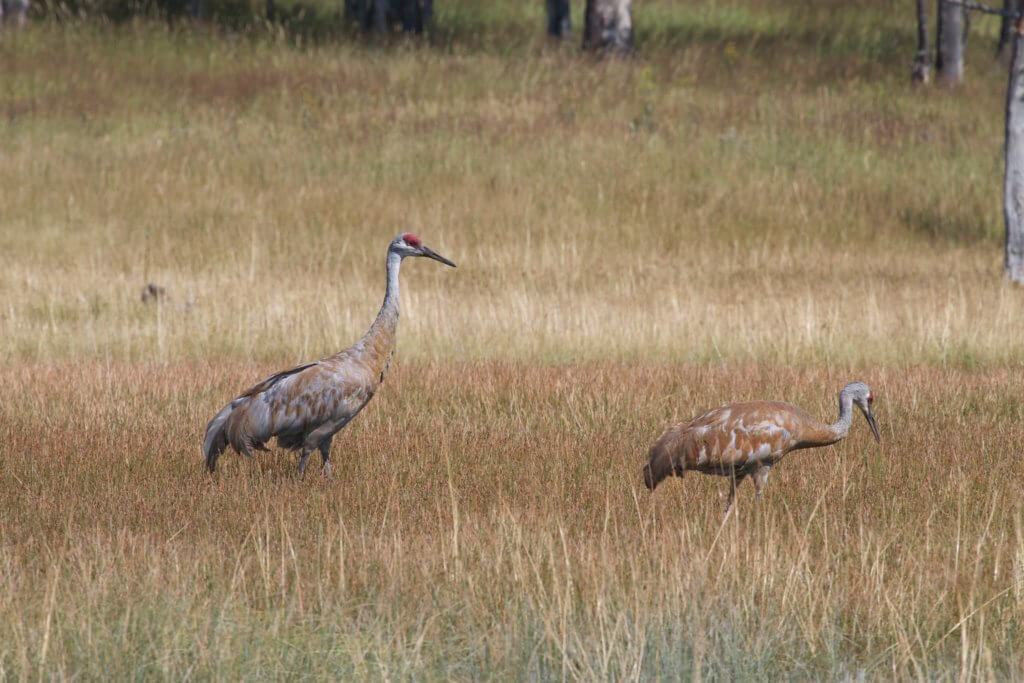 a pair of Sandhill Cranes walks through a grassy field, Photo by Brian Gratwicke