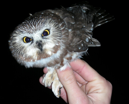 person holding a fierce-looking Saw-Whet owl
