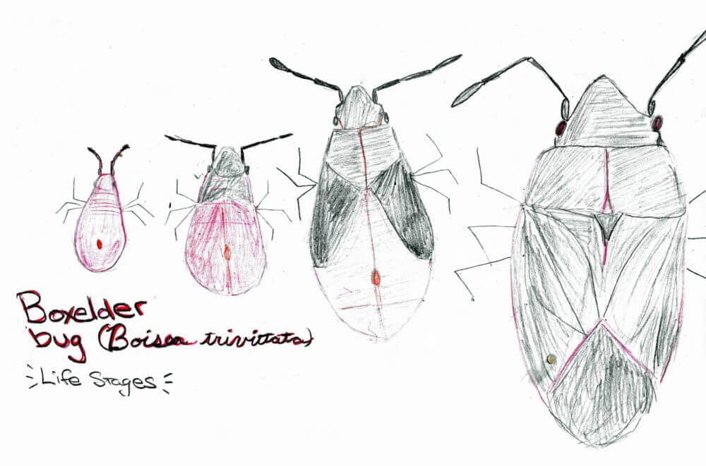 boxelder bug life stages - sketch by Stephanie Laporte Potts
