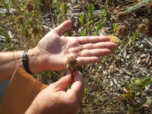 Shaking seeds off a flower head at the Native Plant Garden at Fort Missoula.