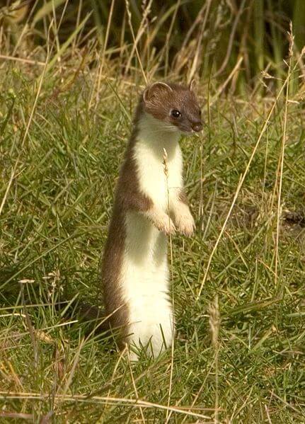 short-tailed weasel standing on hind legs in grass