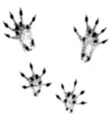 drawing of shrew tracks, all four feet