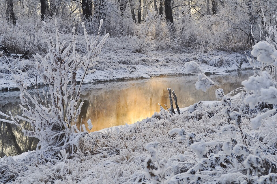 A Naturalist’s Perspective on Winter Weeds