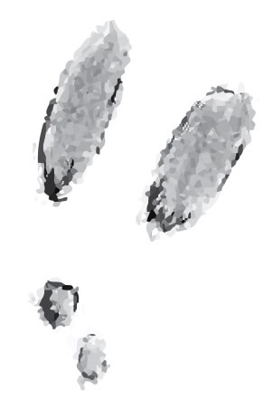 drawing of a snowshoe hare track