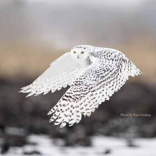 snowy owl flying - photo by Kurt Lindsay