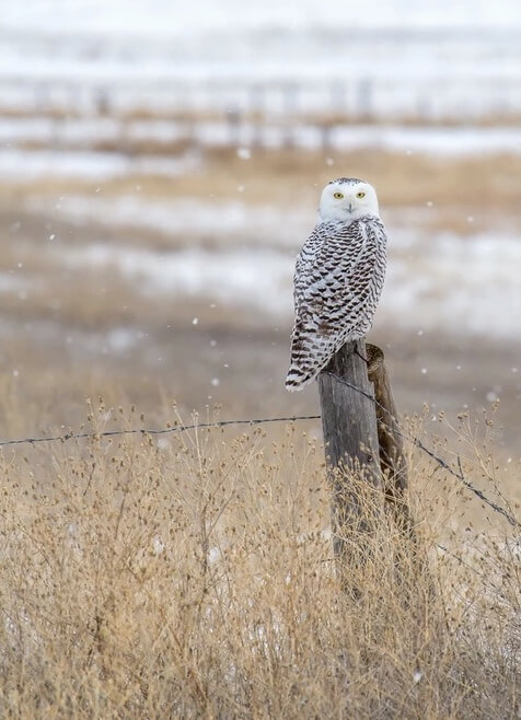a snowy owl sits on a fencepost in a wintry field. photo by Rob Gappert