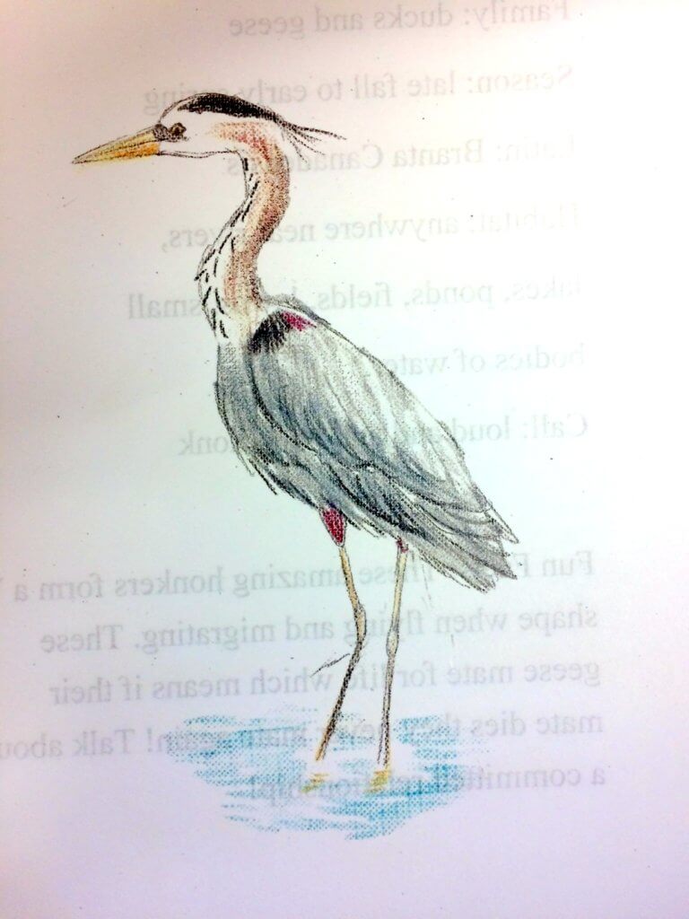 Sofia Lewanski great blue heron drawing