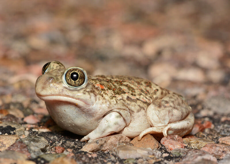 The Plains Spadefoot Toad: Singer, Burrower, and Essential Part of the Water Cycle