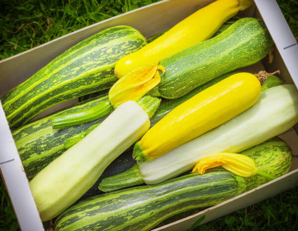 Fresh healthy green zucchini courgettes cucumber in brown wooden box the open air on grass