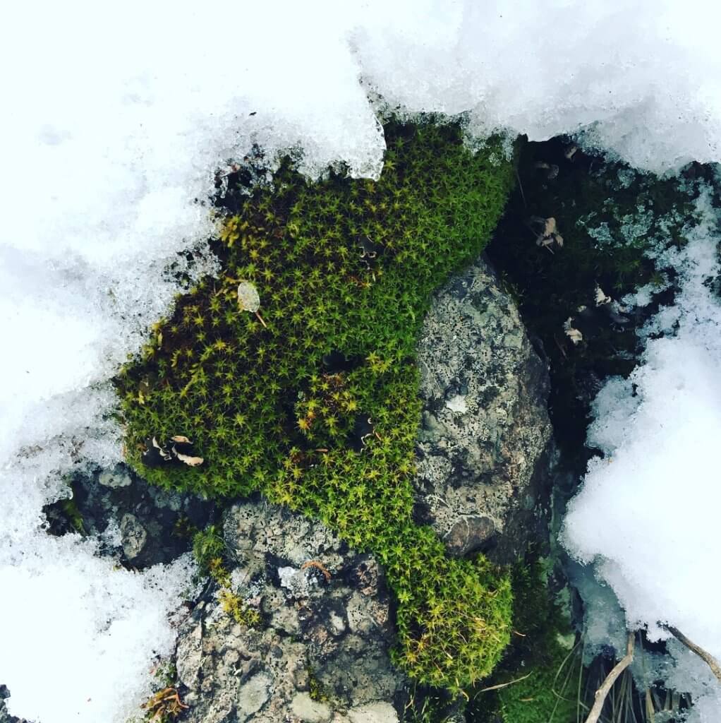 Frozen Fractals All Around: How Moss Has Adapted to Thrive in Wintertime