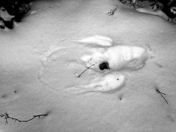 owl predation print in the snow