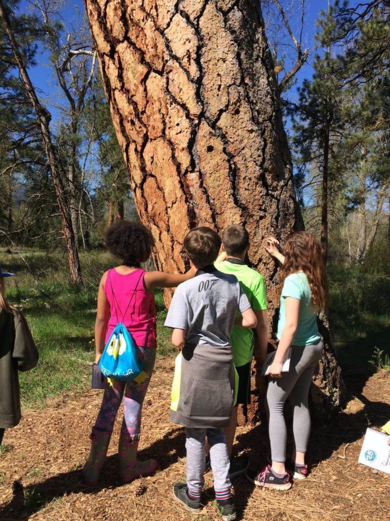students examine a ponderosa pine at Council Grove State Park - photo by DL
