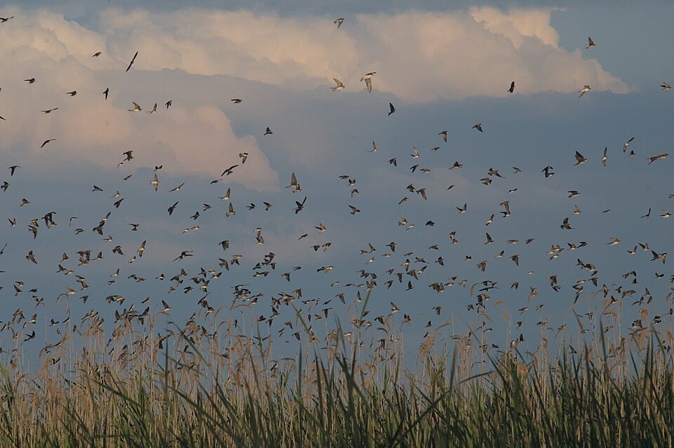 Sky Full of Swallows