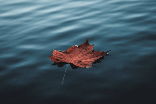 A leaf floats on water's surface.