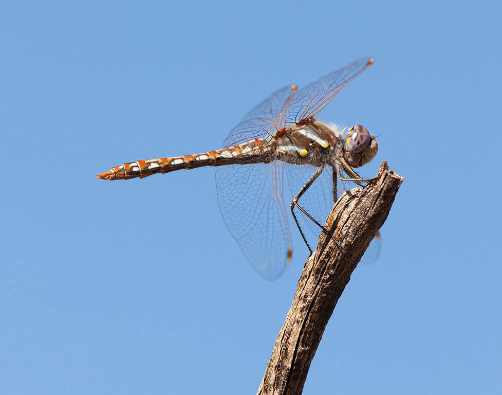 Citizen Scientists Can Help Unravel the Mysteries of Dragonfly Migration