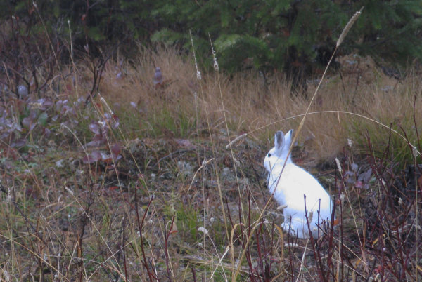 white snowshoe hare in brown landscape