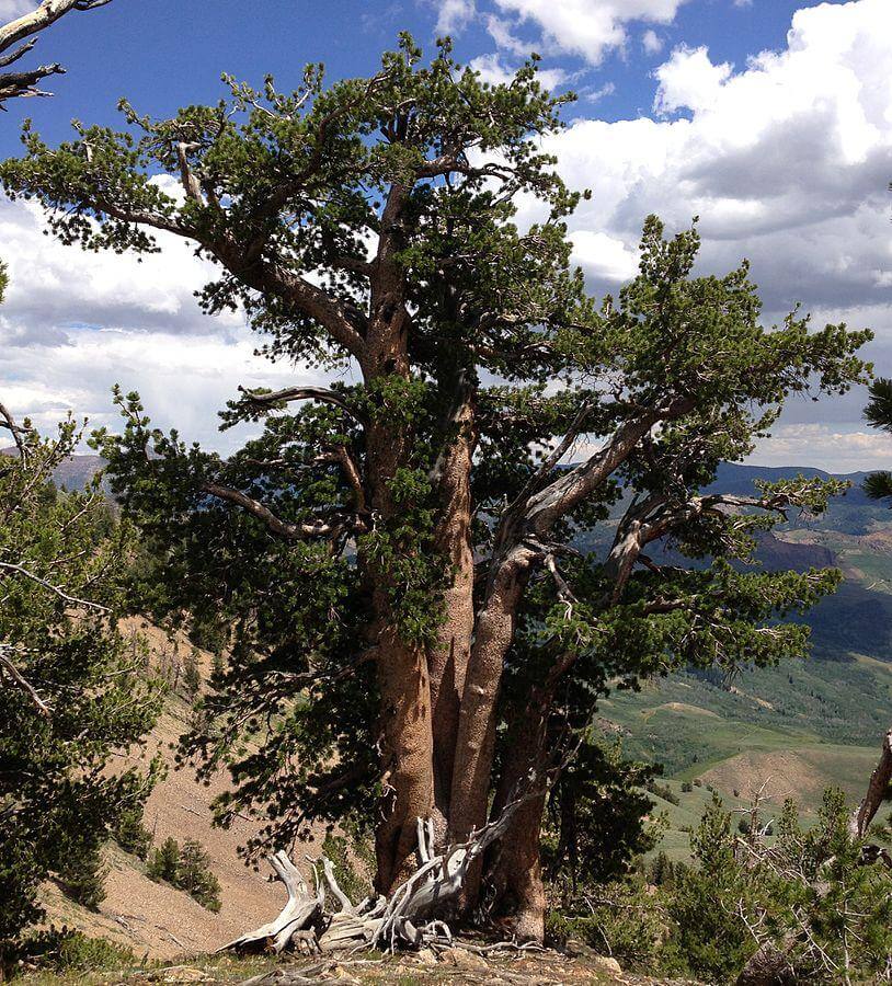 Whitebark Pine: The Crown Of The Continent’s Vanishing Giants