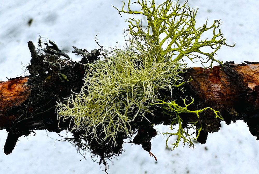 Let Lichen Be A Guide