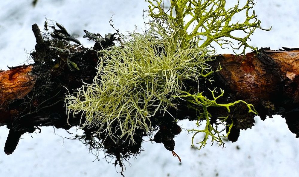 Let Lichen Be A Guide