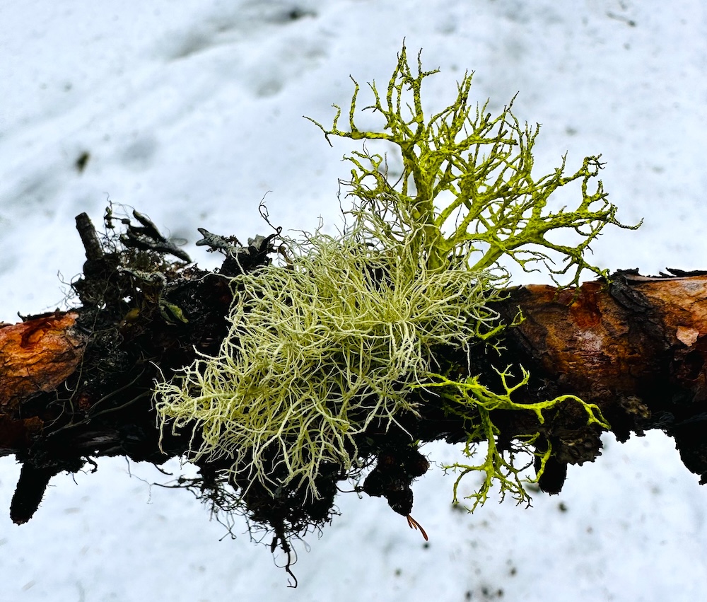Let Lichen Be A Guide