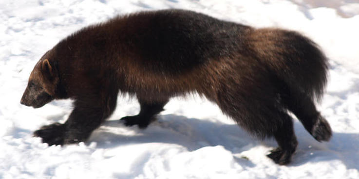 Wolverines: Wild Weasels Of The Alpine