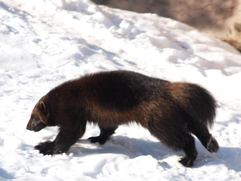 Wolverines: Wild Weasels Of The Alpine | Montana Natural History Center