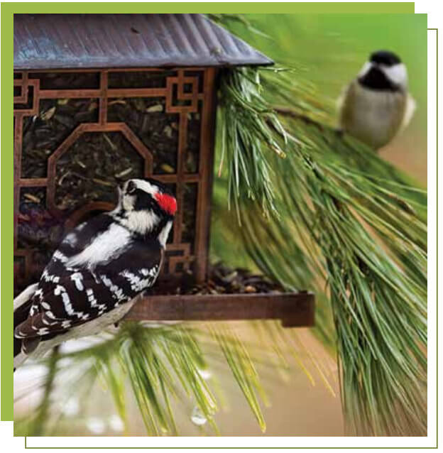 a downy woodpecker and a chickadee sit at a bird feeder in a pine tree