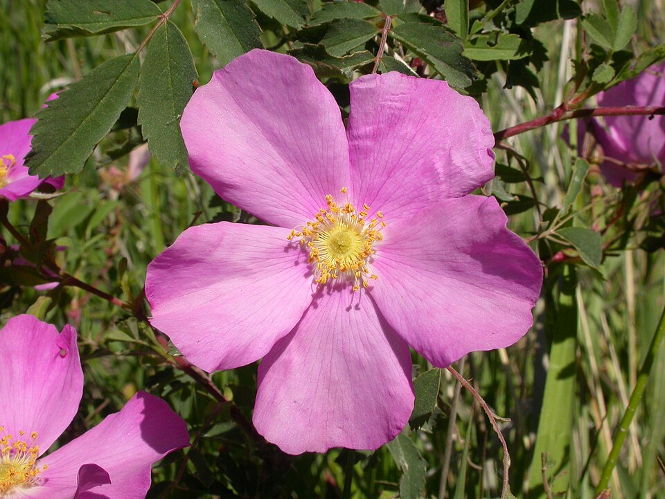 Woods’ Rose – A Long-Time Companion