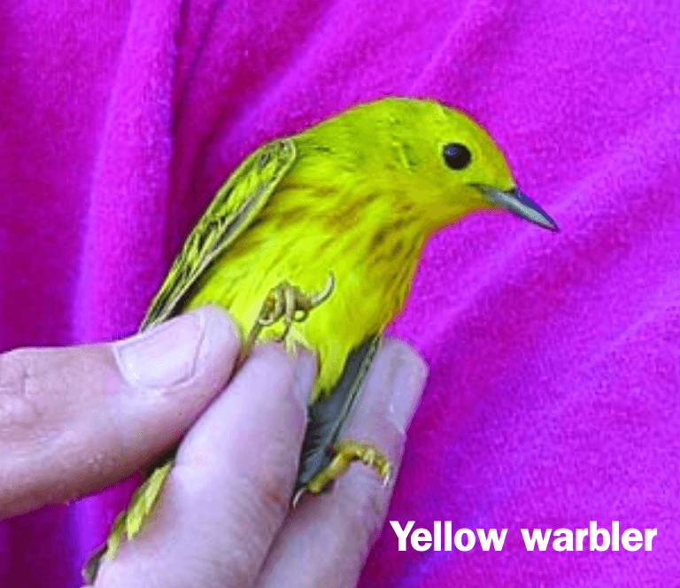 Yellow Warbler held in a hand against a bright pink shirt