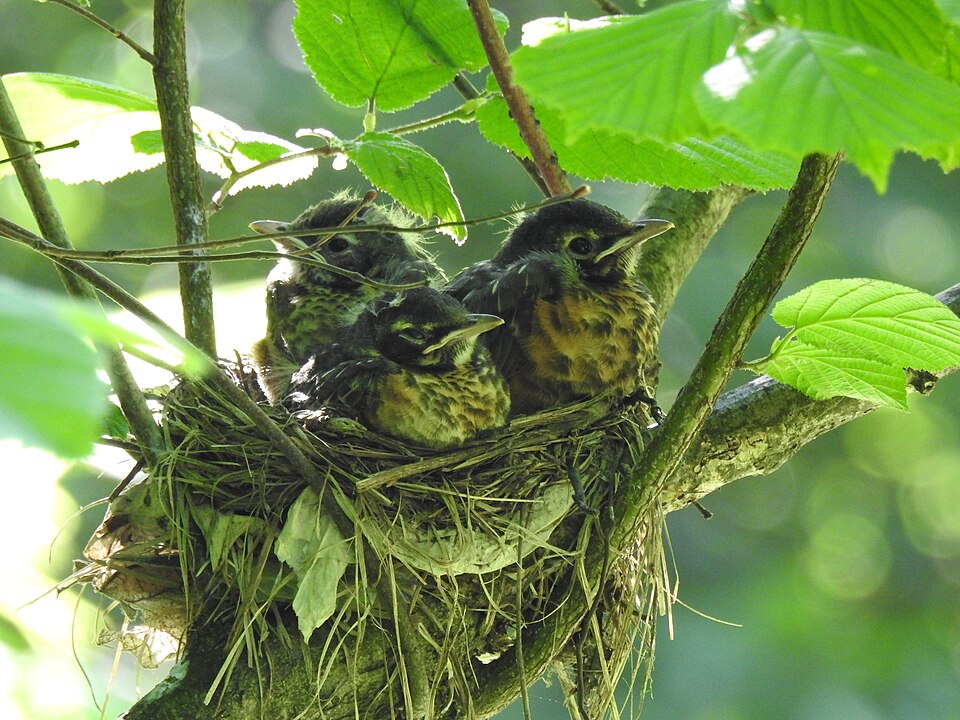 A Season with a Robin Family